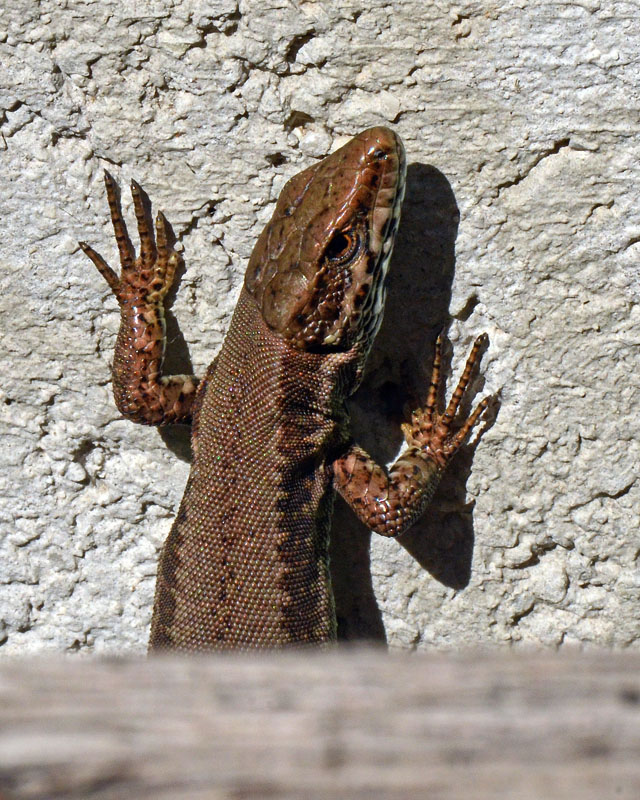 Podarcis muralis